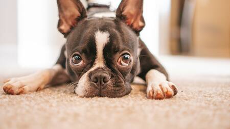 Perros; mascotas. Foto: Unsplash.