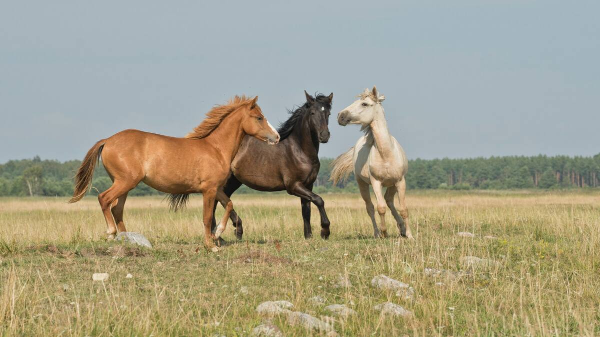 Caballos. Unsplash