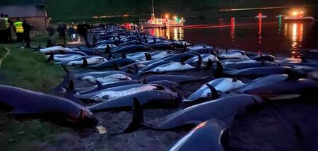 La matanza de delfines en las islas Feroe fue de dimensiones inéditas en 2021. Fuente: Sea Shepherd.