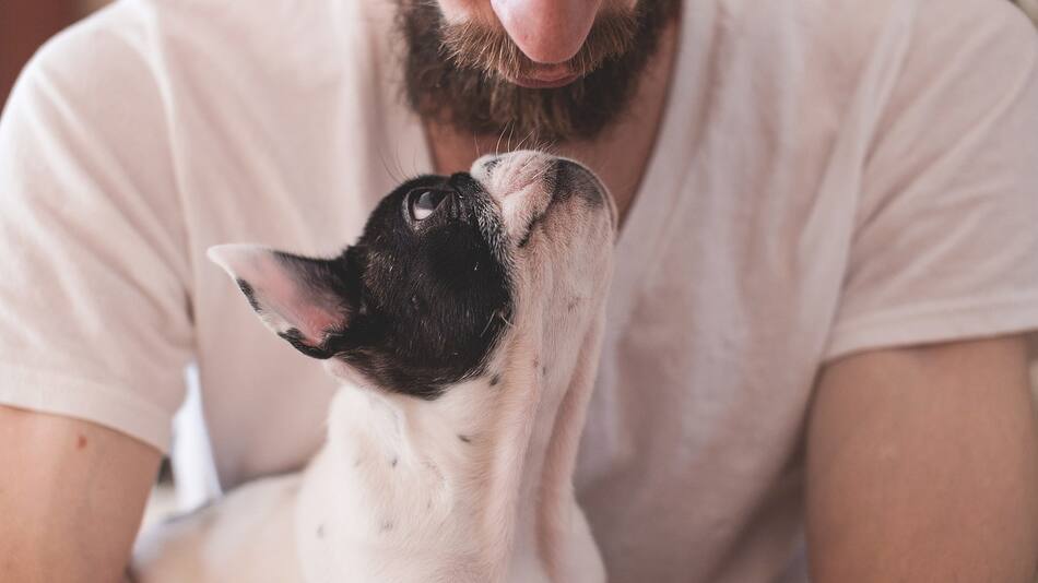 Mascotas. Foto: Pixabay.