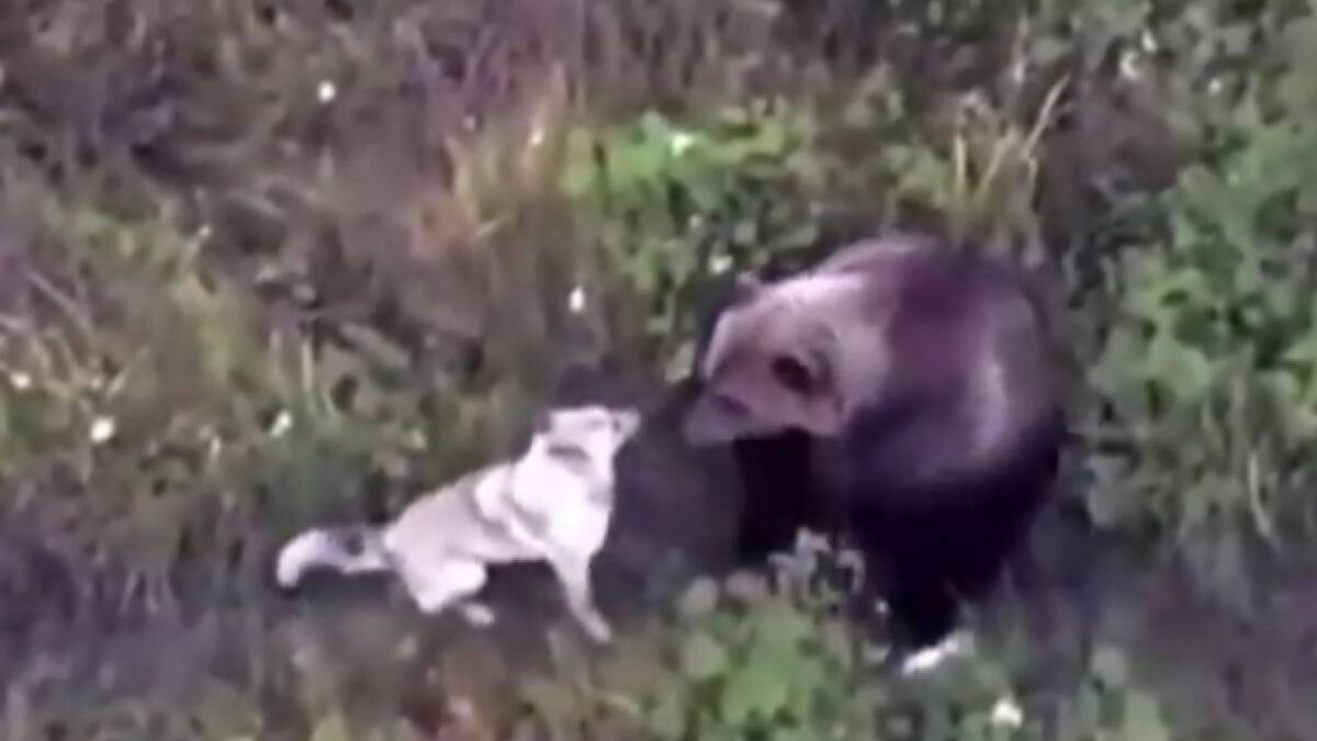 Encontraron a su perro jugando con un oso. Foto X.