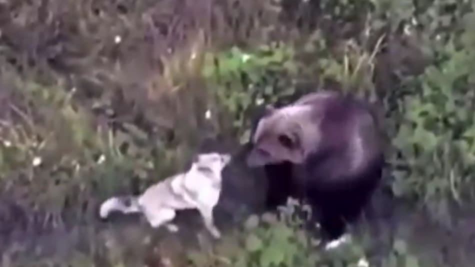 Encontraron a su perro jugando con un oso. Foto X.