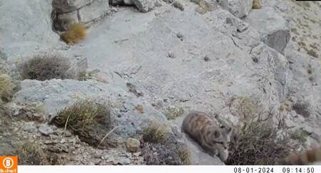 Gato andino y su cría. Foto: captura video WCS Argentina.