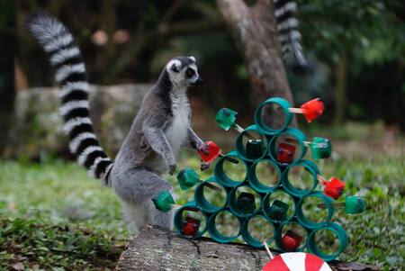 Animales del zoológico de Cali recibieron un delicioso banquete navideño. Foto: EFE