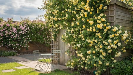 La trepadora de flores doradas que conquista jardines todo el año: crece rápido, casi no tiene espinas y es ideal para decorar