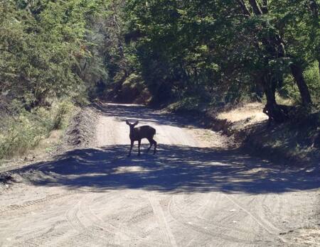 Apareció un huemul en el Parque Nacional Lanín tras 30 años de ausencia. Foto argentina.gob.ar