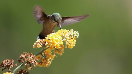 Las plantas que atraen a los colibríes. Foto Unsplash.