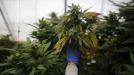 Cannabis terapéutico: el Gobierno de España avanza en la regulación de su uso