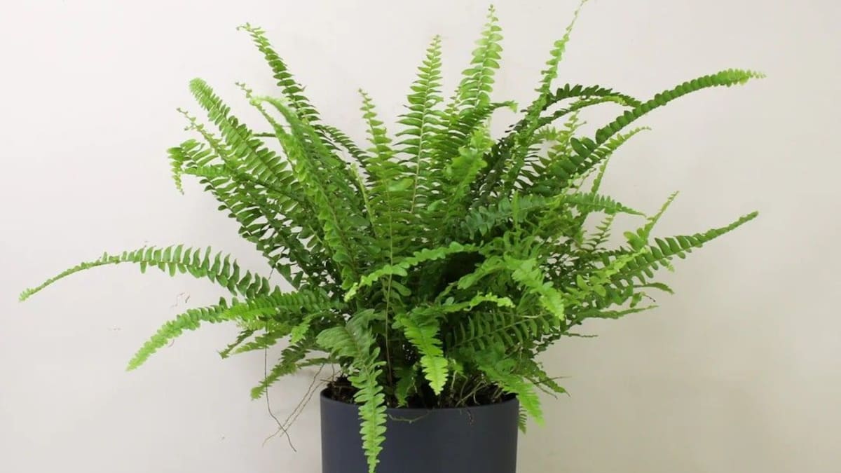 Guía detallada y fácil del helecho de Boston: cómo cuidar esta planta frondosa de hojas arqueadas y verde brillante