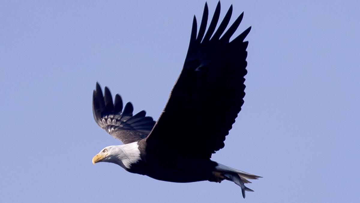 Águila calva. Fuente: EFE