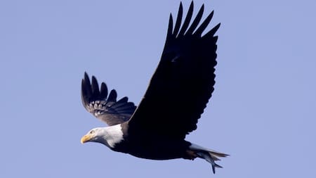 Águila calva. Fuente: EFE