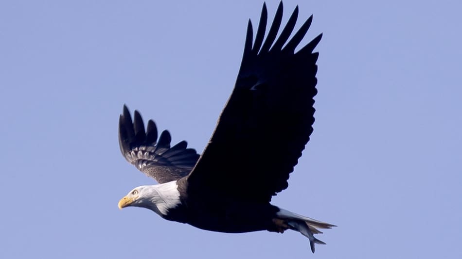 Águila calva. Fuente: EFE