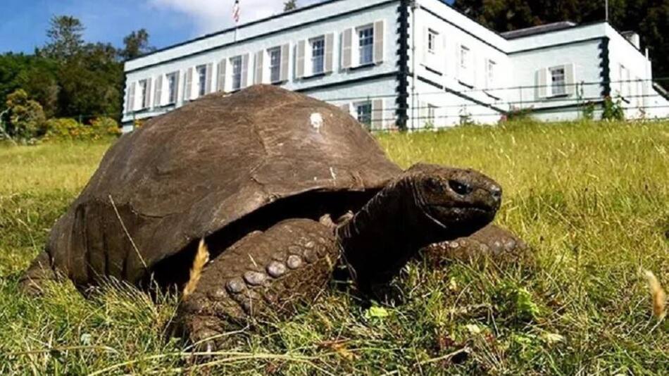 La tortuga Jonathan