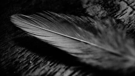 Pluma. Foto Unsplash.