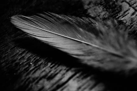 Pluma. Foto Unsplash.
