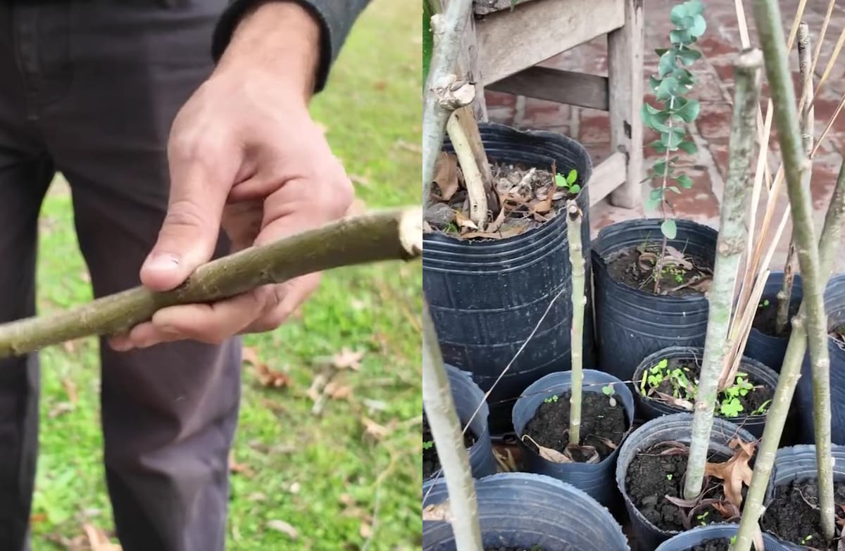 Mane y Chris, de Huerta y Bosque, muestran qué hicieron con la rama de sauce.
