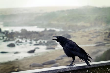 Cuervos. Foto: Pexels.