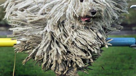 Perro Komondor. Foto X @marthadebayle