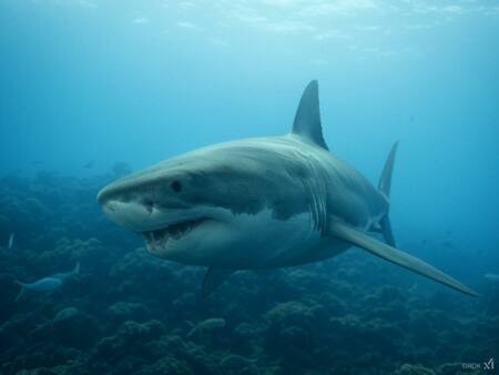 Tiburón. Foto: X/Grok.