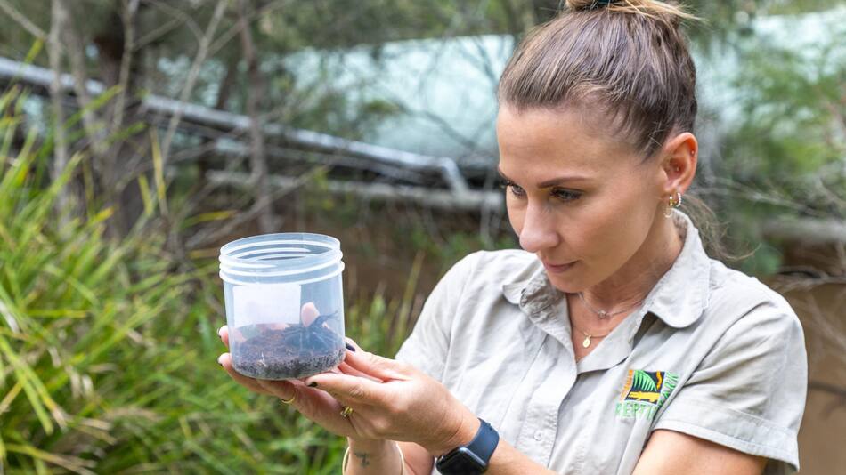 Araña venenosa hallada en Australia. Foto: EFE.