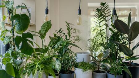 Plantas, naturaleza, decoración. Foto: Unsplash