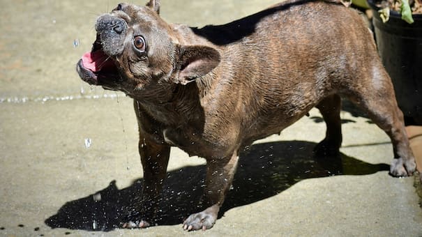 Los mejores consejos de los veterinarios para hacer feliz a un perro viejito