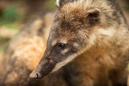 IGUAZÚ - COATÍ - Foto argentina.gob.ar - parquesnacionales
