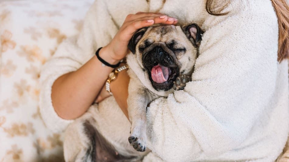 ¿Cómo entender las señales de los perros ante un cuadro de alergia?