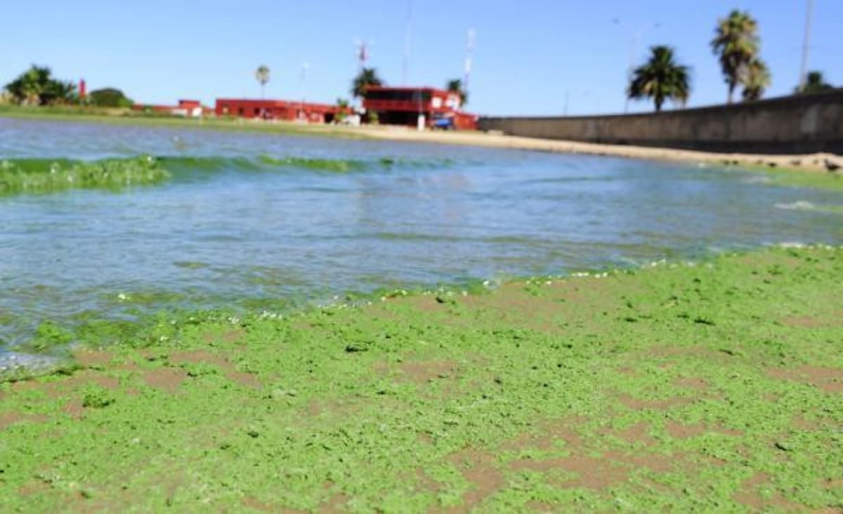 Playa de Uruguay con cianobacterias (El Pais)