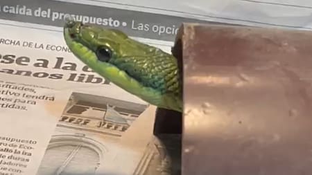 Descubren un serpentario ilegal en Villa Urquiza. Foto: captura.