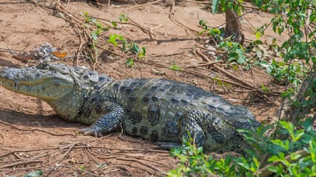 Avistaje de yacarés: los principales lugares donde podemos encontrar esta especie en Argentina