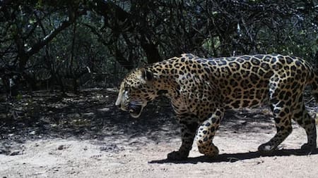 El nuevo yaguareté avistado en la Reserva Natural Formosa. Foto: NA
