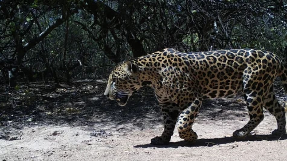 El nuevo yaguareté avistado en la Reserva Natural Formosa. Foto: NA