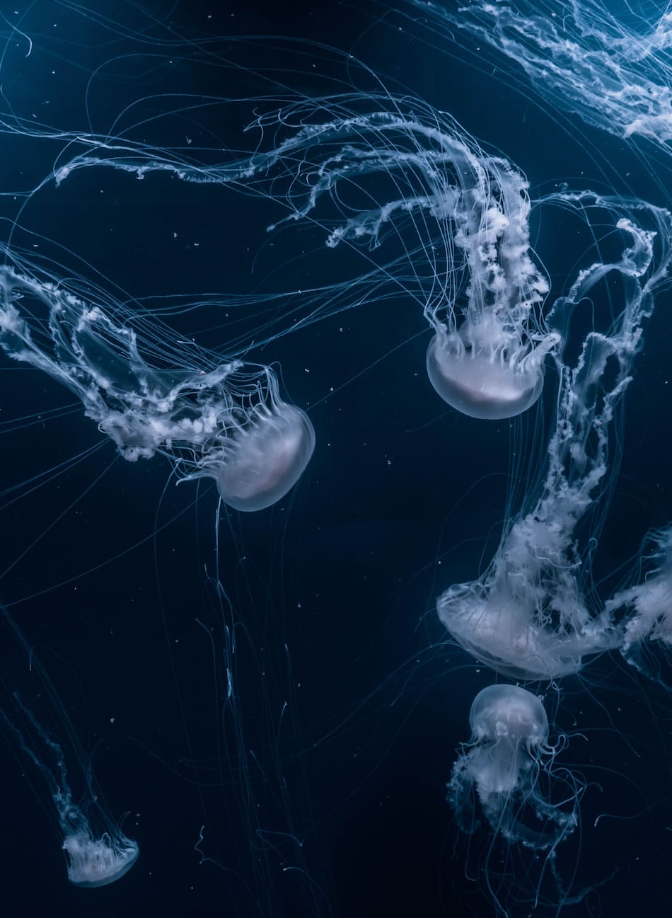 Medusa. Foto Unsplash.