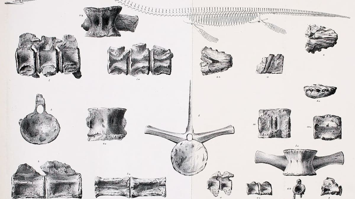 Elasmosaurus. Fuente: Wikipedia