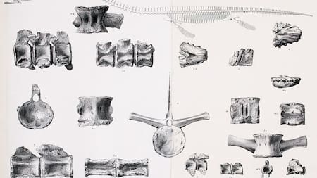 Misterio de décadas resuelto: el hallazgo de fósiles marinos revela una nueva especie de monstruo marino