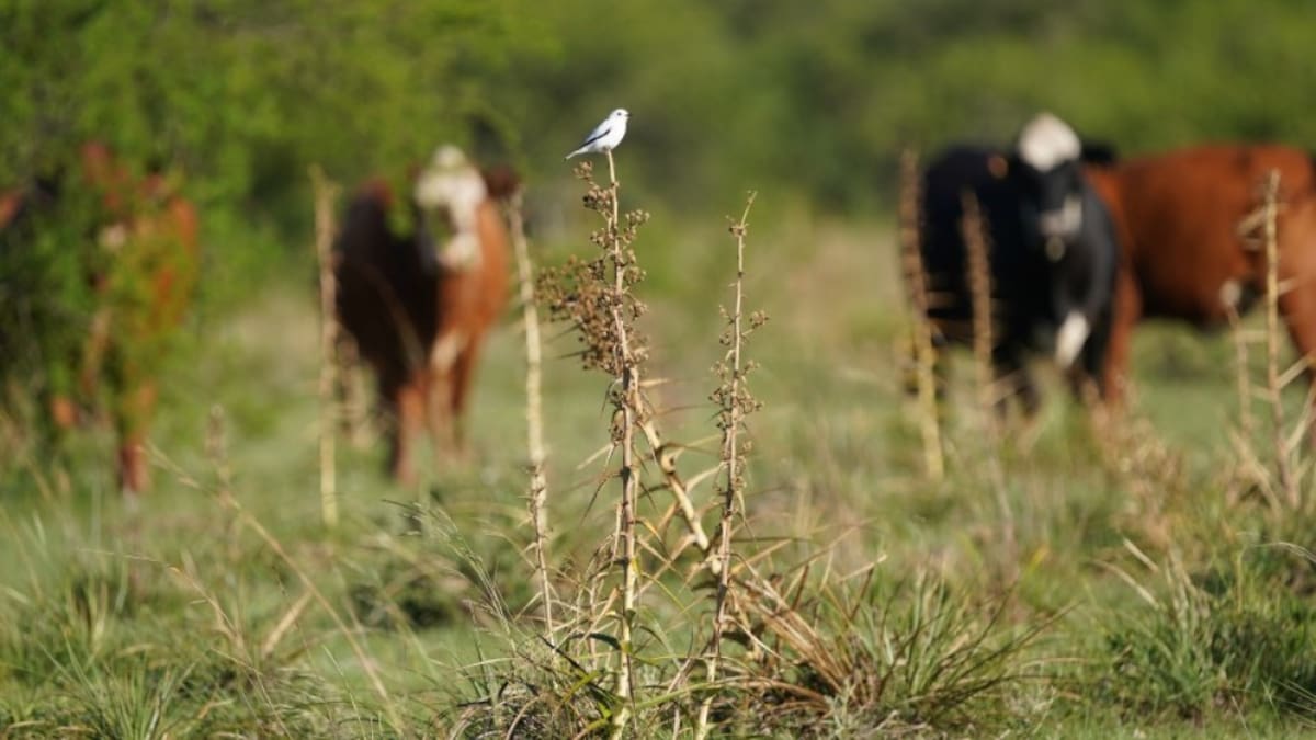 Ni bosques ni humedales: el ecosistema que ocupa la mitad de Argentina y resulta clave para combatir el cambio climático