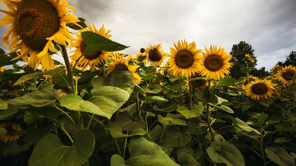 Girasol. Foto: Aduana.