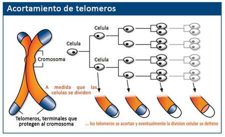 Salud - Telómeros - Nota