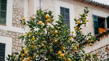 Un limonero fuerte y con muchos frutos: cuándo es el momento del año ideal para podarlo y que crezca sano
