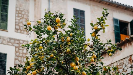 Cómo conseguir un limonero fuerte y con muchos frutos.