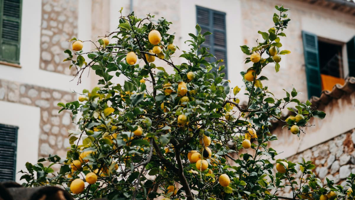 Un limonero fuerte y con muchos frutos: cuándo es el momento del año ideal para podarlo y que crezca sano