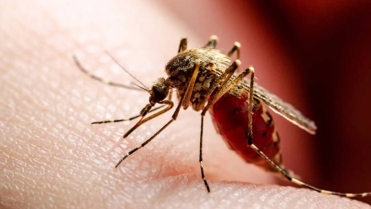 Cómo ahuyentar a los mosquitos.