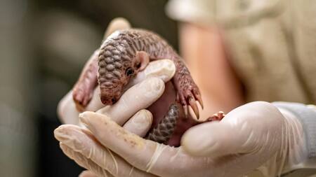 Nace en el zoológico de Praga la segunda cría de pangolín chino en Europa. Foto: EFE.