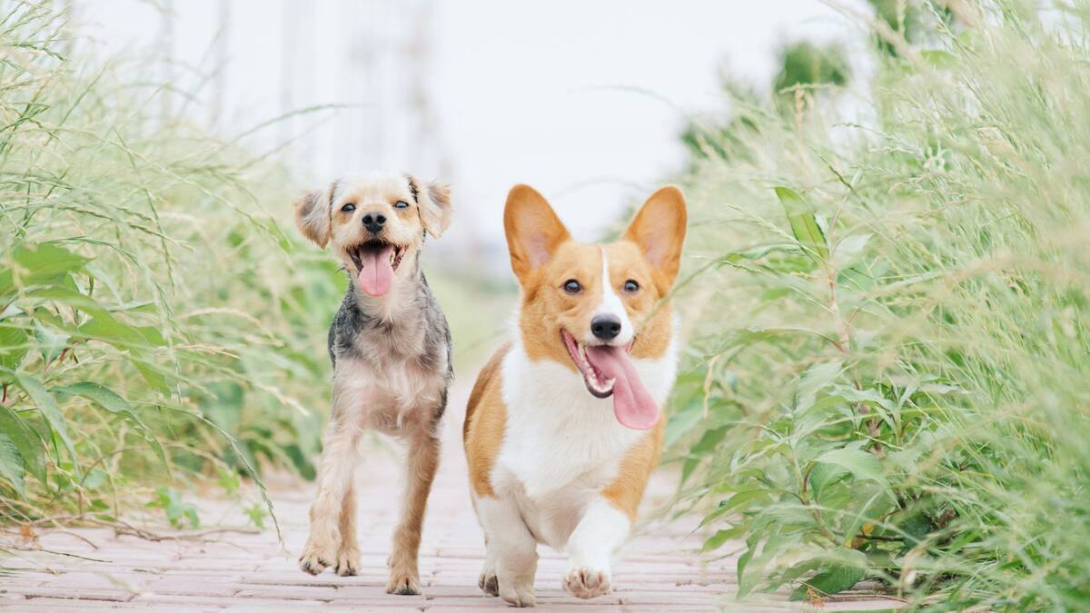 Perros. Foto: Unsplash.