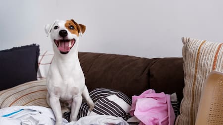 No es mala conducta: qué significa que tu perro cambie de actitud cuando llegan visitas, según los expertos