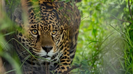 Yaguareté en Corrientes. Foto: EFE.
