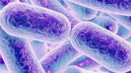 Alarma en el Reino Unido por la bacteria “come carne” que se transmite vía sexual