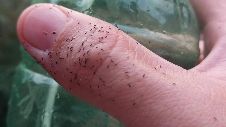 Invasión de insectos en la Ciudad y el Conurbano. Foto: NA.