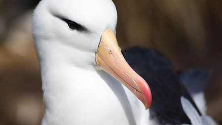 Albatros errante, ave. Foto: Pixabay.